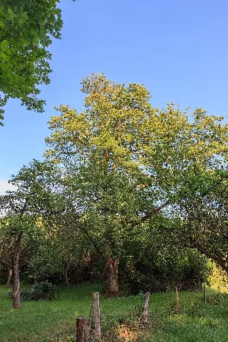 2015 05 10 Büdingen Naturdenkmal 440.189 Speierling 0929