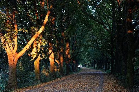 2015 10 11 Ohedamm, Denkmalgeschützter Fahrdamm Der Altenbekener Eisenbahn Von Der Ricklinger Masch Bis Zum Maschsee In Hannover, (18)