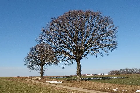 2015 Two Trees Waiting For Spring Season