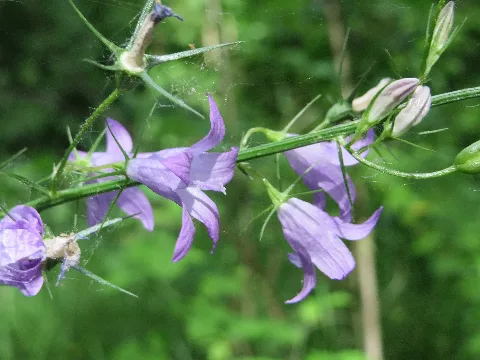 20150617Campanula Rapunculus1