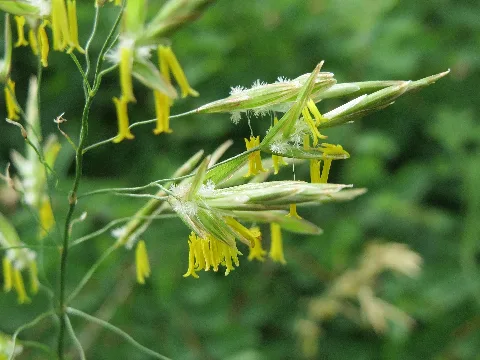 20150617Poa Pratensis1