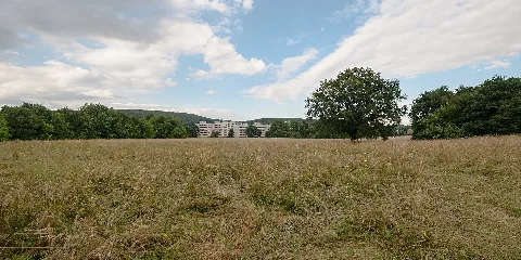 20150621 Stieleiche Breitenfurt 7563