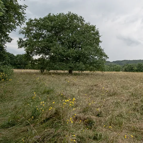 20150621 Stieleiche Breitenfurt 7575