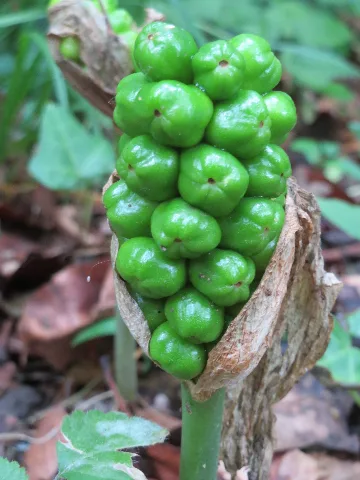 20150621Arum Maculatum1