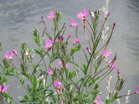 20150626Epilobium Hirsutum3