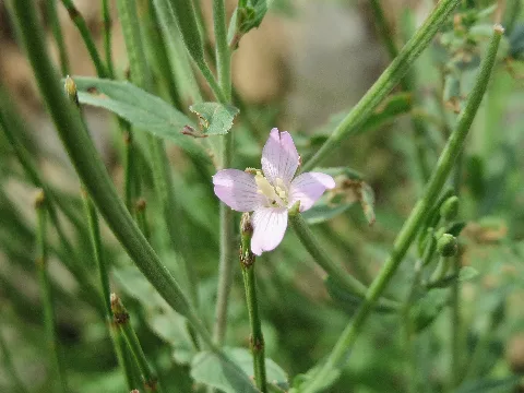 20150722Epilobium Ciliatum1