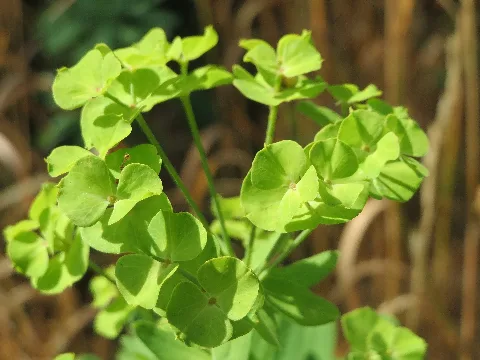 20150722Euphorbia Esula2