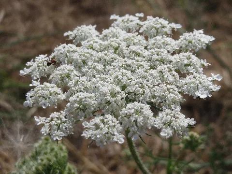 20150722Heracleum Sphondylium1