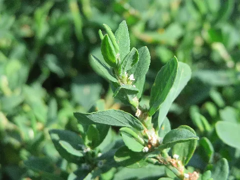 20150722Polygonum Aviculare