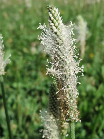 20150729Plantago Media
