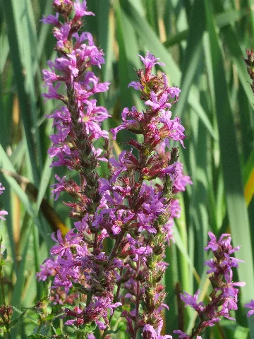 20150813Lythrum Salicaria4