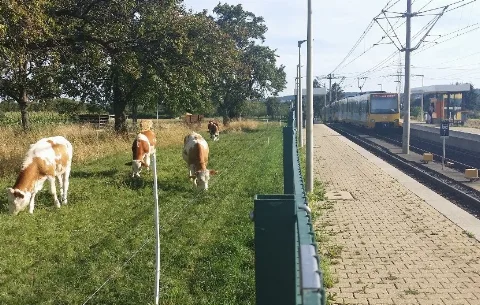 20150827 2 Kuehe Rohrer Weg