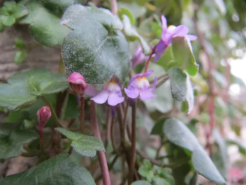 20151012Cymbalaria Muralis1