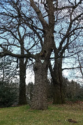 2016 01 10 Nd 59 Eichen Essen Byfang