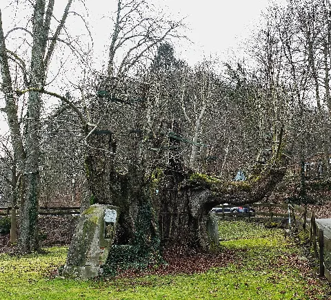 2016 02 28 Priorlinde Hagen Nrw 1