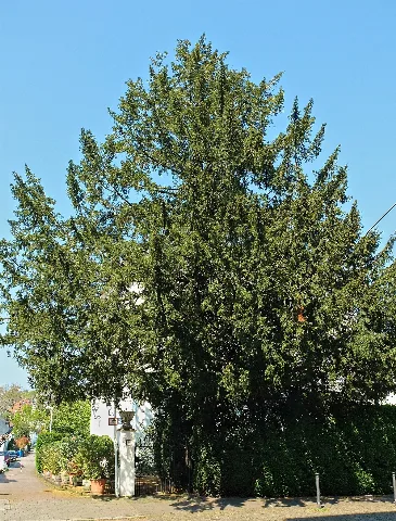2016 05 01 Nd83 Eibe Hauptstr8 E Kettwig