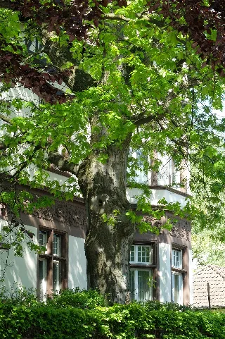 2016 05 08 Nd83 Roteiche Solingen Ohligs Nrw