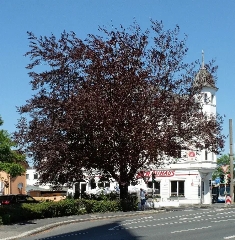 2016 05 08 Nd84 Blutbuche Solingen Ohligs (Nrw)