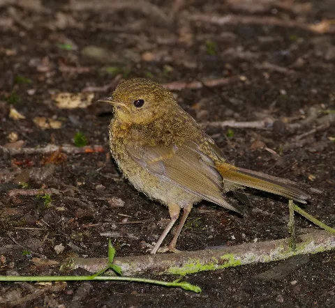 2016.06.19. 01 Wolfgangsee Neuhofen Rotkehlchen Jungvogel