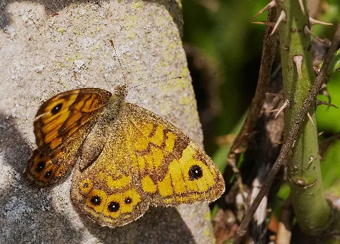 Wall brown - Lasiommata megera, female. Taken in the Felsenberg-Berntal in Leistadt, Rhineland-Palatinate, Germany.