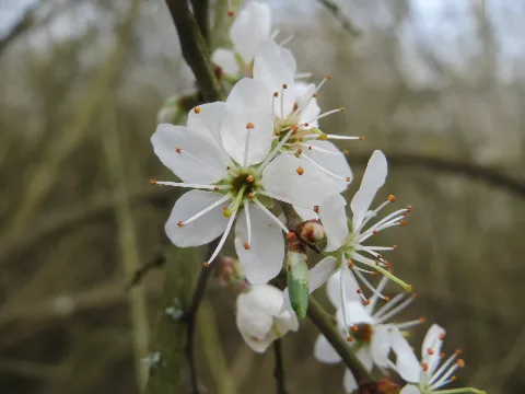 20160402Prunus Spinosa1