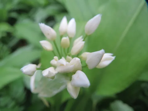 20160409Allium Ursinum4