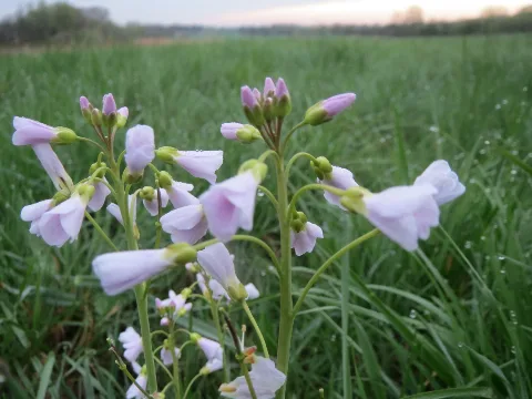 20160409Cardamine Pratensis1