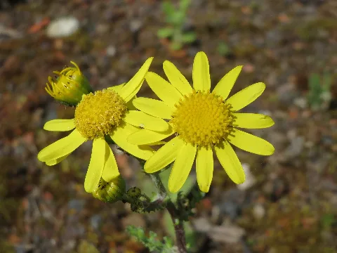 20160421Senecio Vernalis