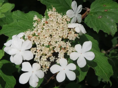 20160518Viburnum Opulus1