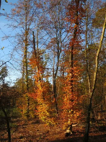 20161114Fagus Sylvatica5