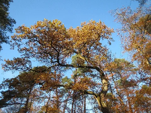 20161114Quercus Robur6