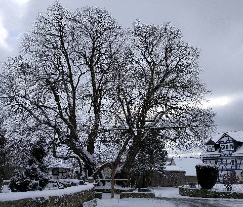 2017 01 16 Gerichtslinde Erdmannrode (Hessen) 01