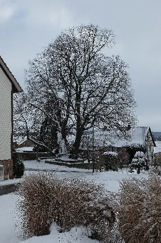 2017 01 16 Gerichtslinde Erdmannrode (Hessen) 03