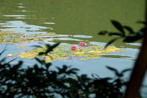 2017 07 29 Kufstein Hechtsee13 Seerosen