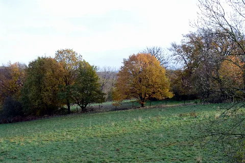 2017 11 13 Im Haarmannsbusch Lsg 4509 0026