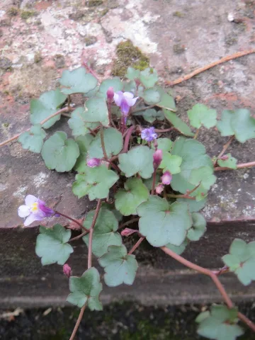 20170508Cymbalaria Muralis1
