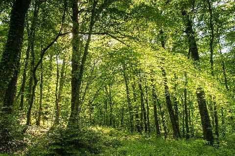 20170521 Naturschutzgebiet Greifenberg 2