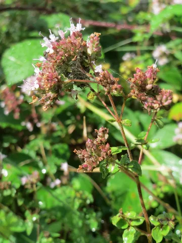 20170805Origanum Vulgare1