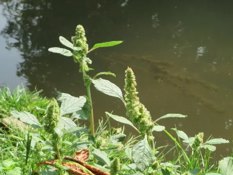 20170830Amaranthus Retroflexus1