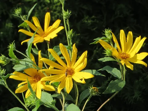 20170901Helianthus Tuberosus1