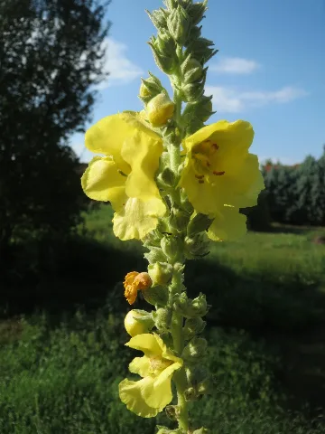 20170903Verbascum Thapsus1