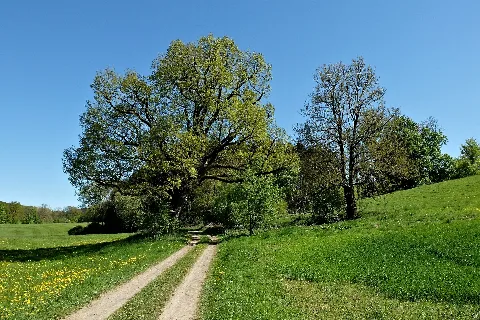 2018 05 06 Fünfmarkstückeiche, Kierspe, Nrw 01