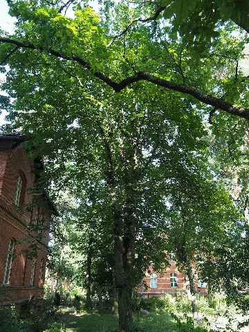 2019 06 29 10 5 B Carya Cordiformis 1