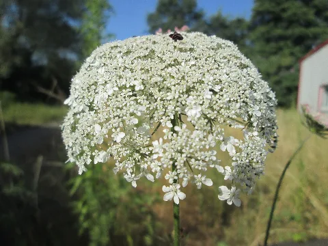 20190717Daucus Carota1