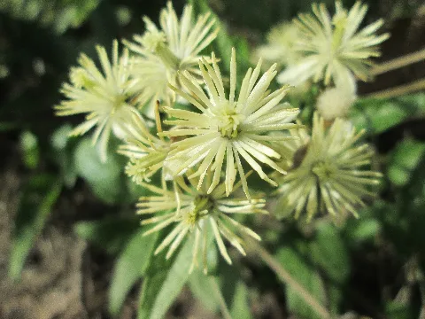 20190922Clematis Vitalba1