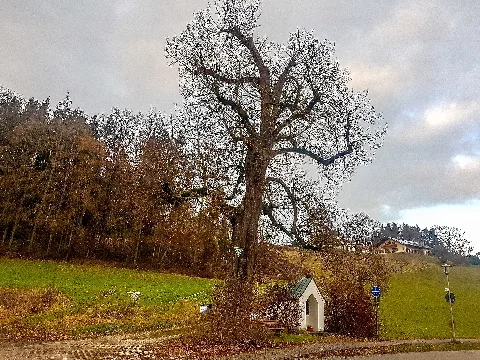20201230 Nd Kapellenlinde Eicheck Halsbach