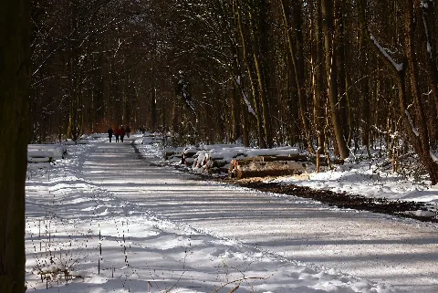 2021 02 14 Schnee In Der Eilenriede