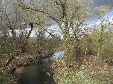 20210327Salix Alba1