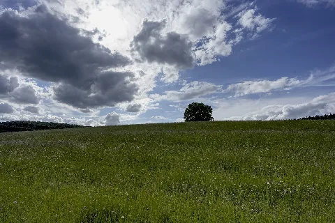 20220528 Linde Am Breinsberg (Hdr7017 7019)