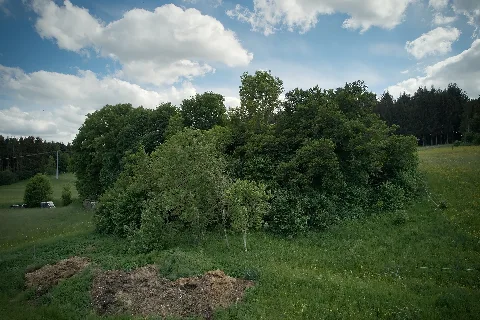 20220528 Weidbuche (End) Dji 0264
